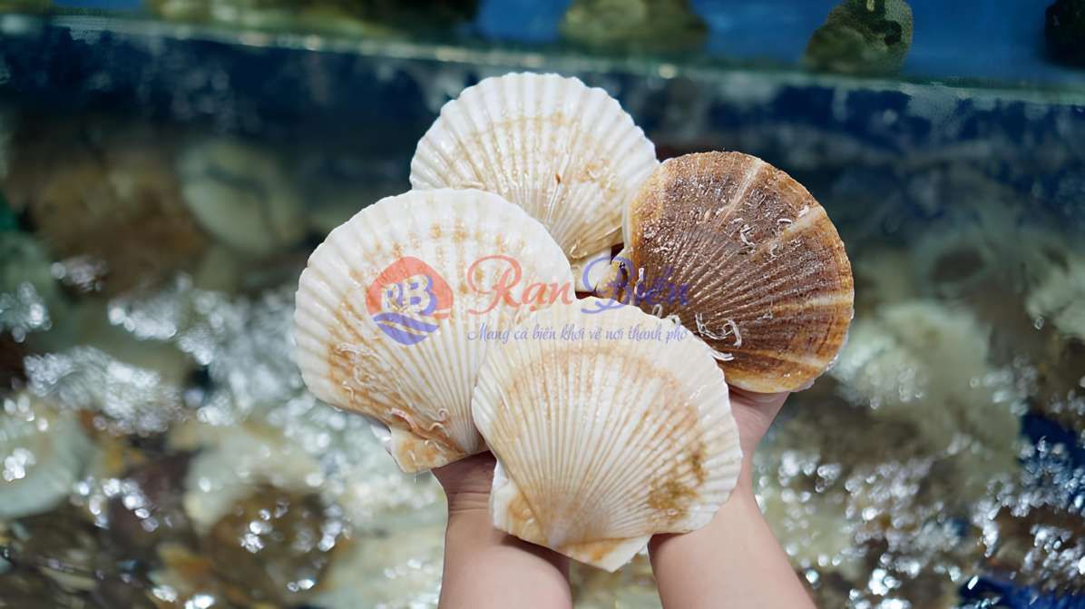 Sò Điệp Nhật Khổng Lồ