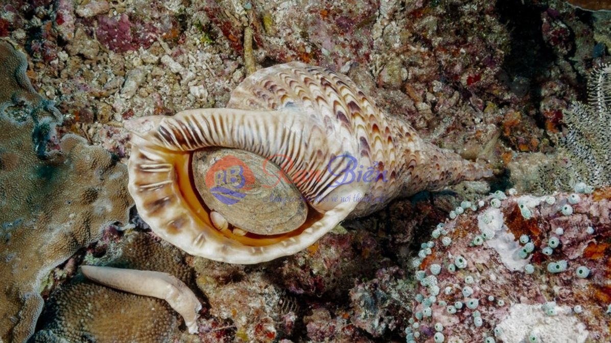Ốc Hoàng Hậu Thiên Nhiên