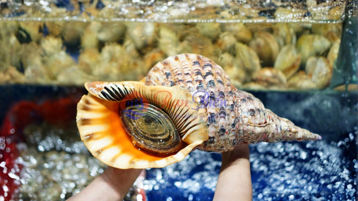 Ốc Hoàng Hậu Tươi Sống