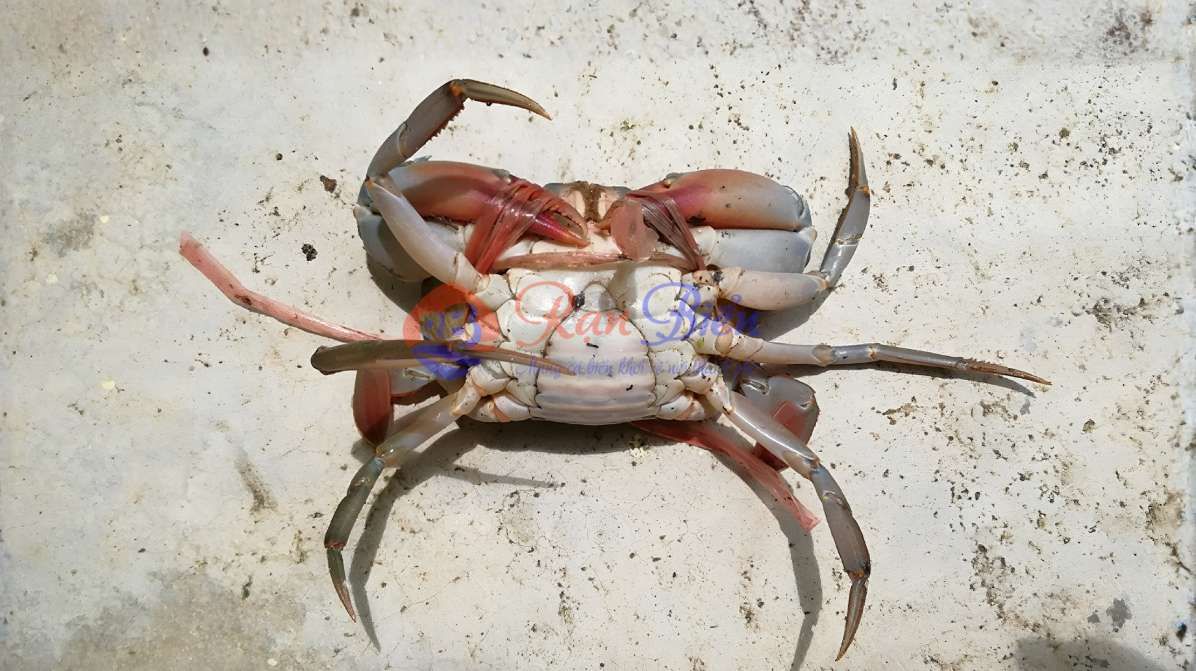 Cua Gạch