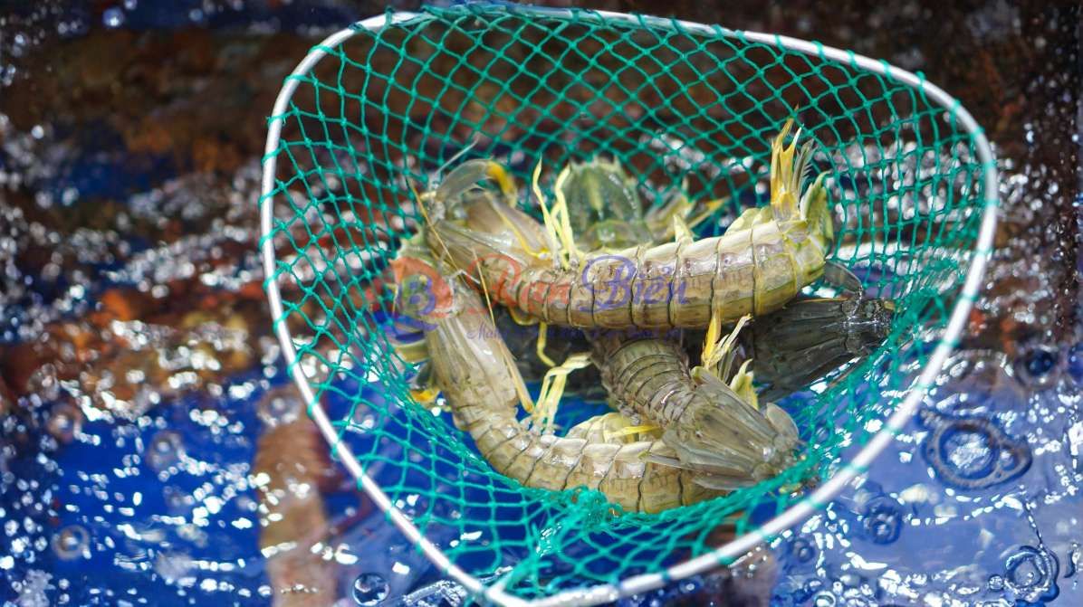 Tôm Tích Đại